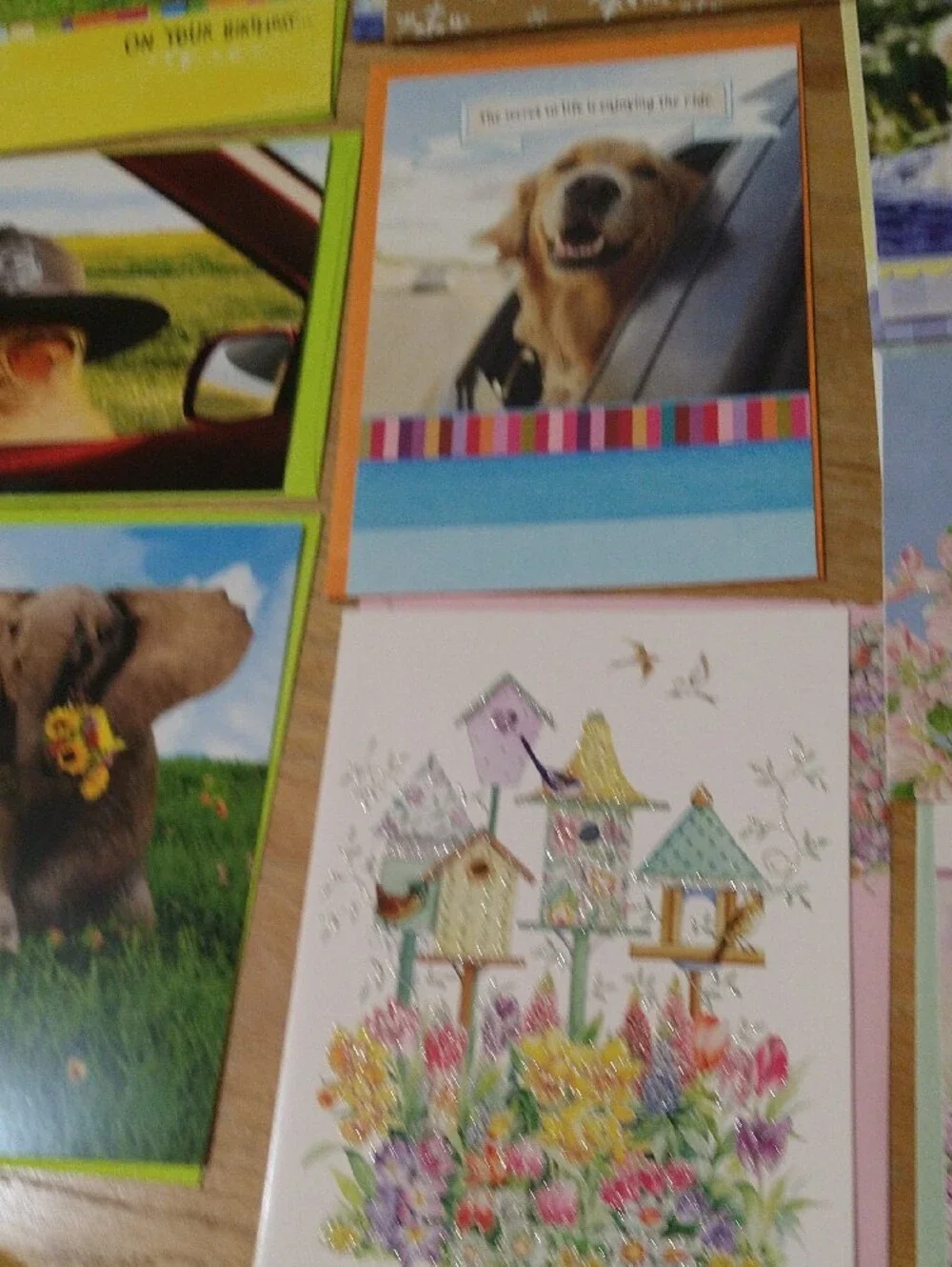 Animal Greeting Cards Assortment - Cats Dogs Birds Other
